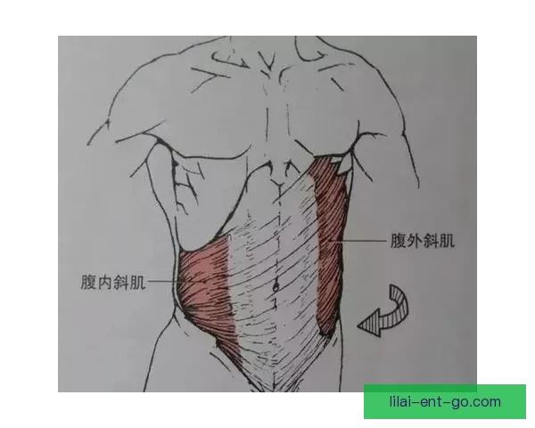 里夫斯腹斜肌二级损伤专家解析詹皇季后赛核心策略 里夫斯腹斜肌二级损伤专家解析詹皇季后赛核心策略